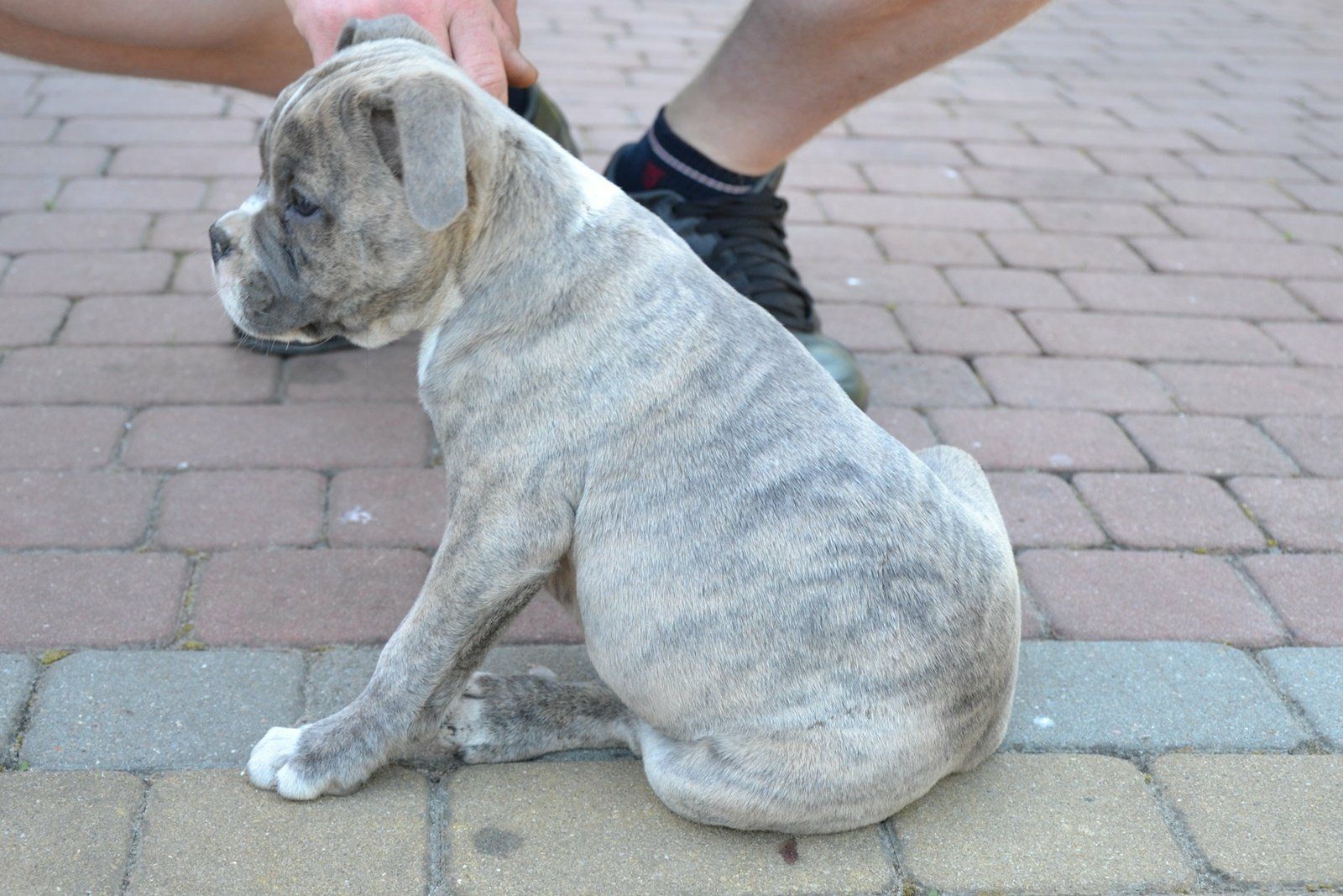 American Staffordshire Terrier Amstaff