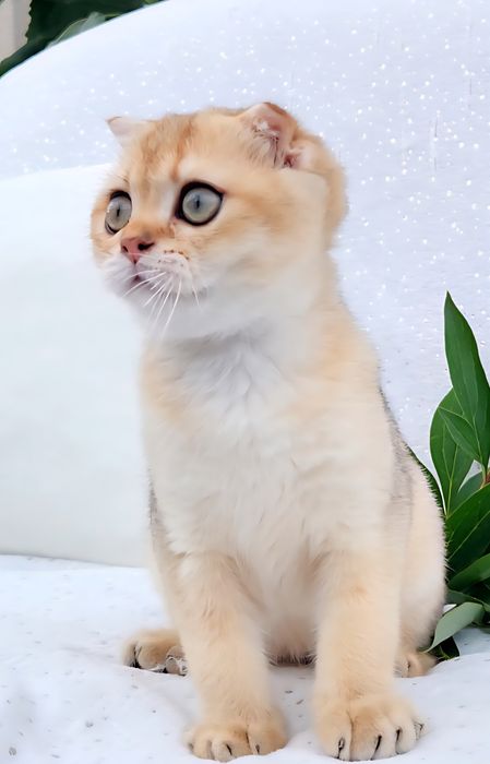 Шотландський хлопчик Золота шиншила