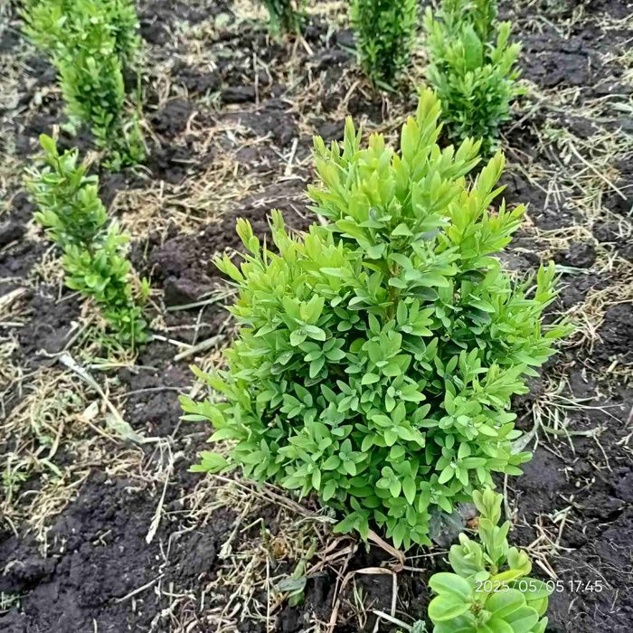 Самшит на живопліт