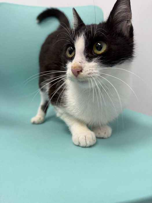 Proludzka, miziasta kotka czeka niecierpliwie na dom!!