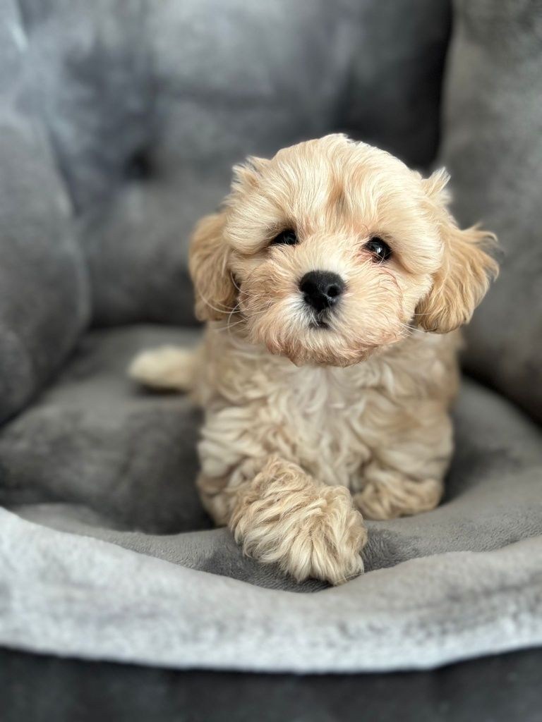 Maltipoo / chłopczyk