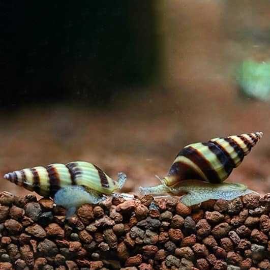 Ślimak Helenka na plagę ślimaków