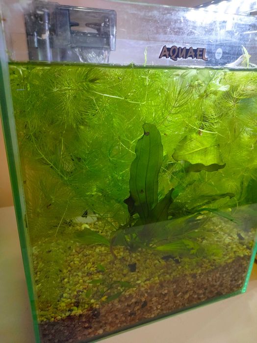 Rogatek (Ceratophyllum demersum)  sprzedam plus gratis tzw. paproć