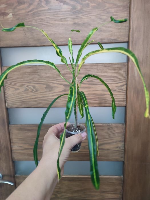 Продам домашні Кротони