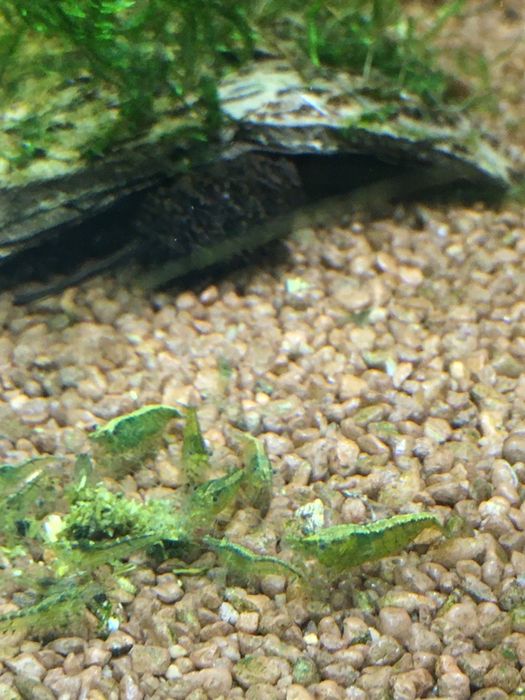 Krewetki green jade