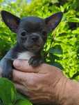 Chihuahua dziewczynka.