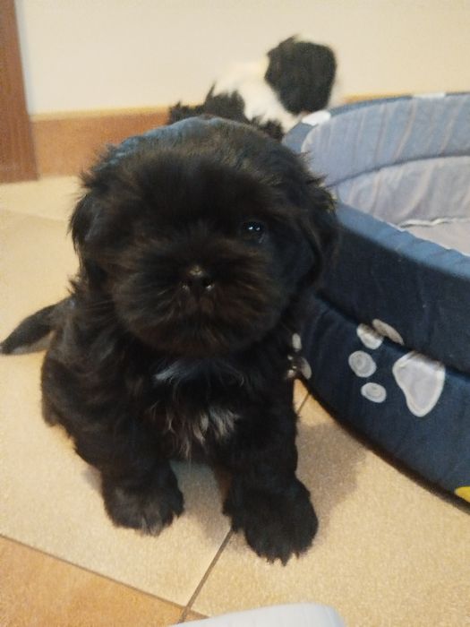 Czarny piesek shih tzu
