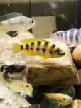 Neolamprologus sexfaciatus gold tanganika