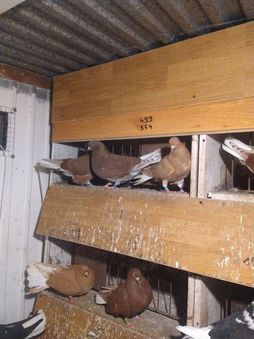 Orliki Ryżaki Szariki