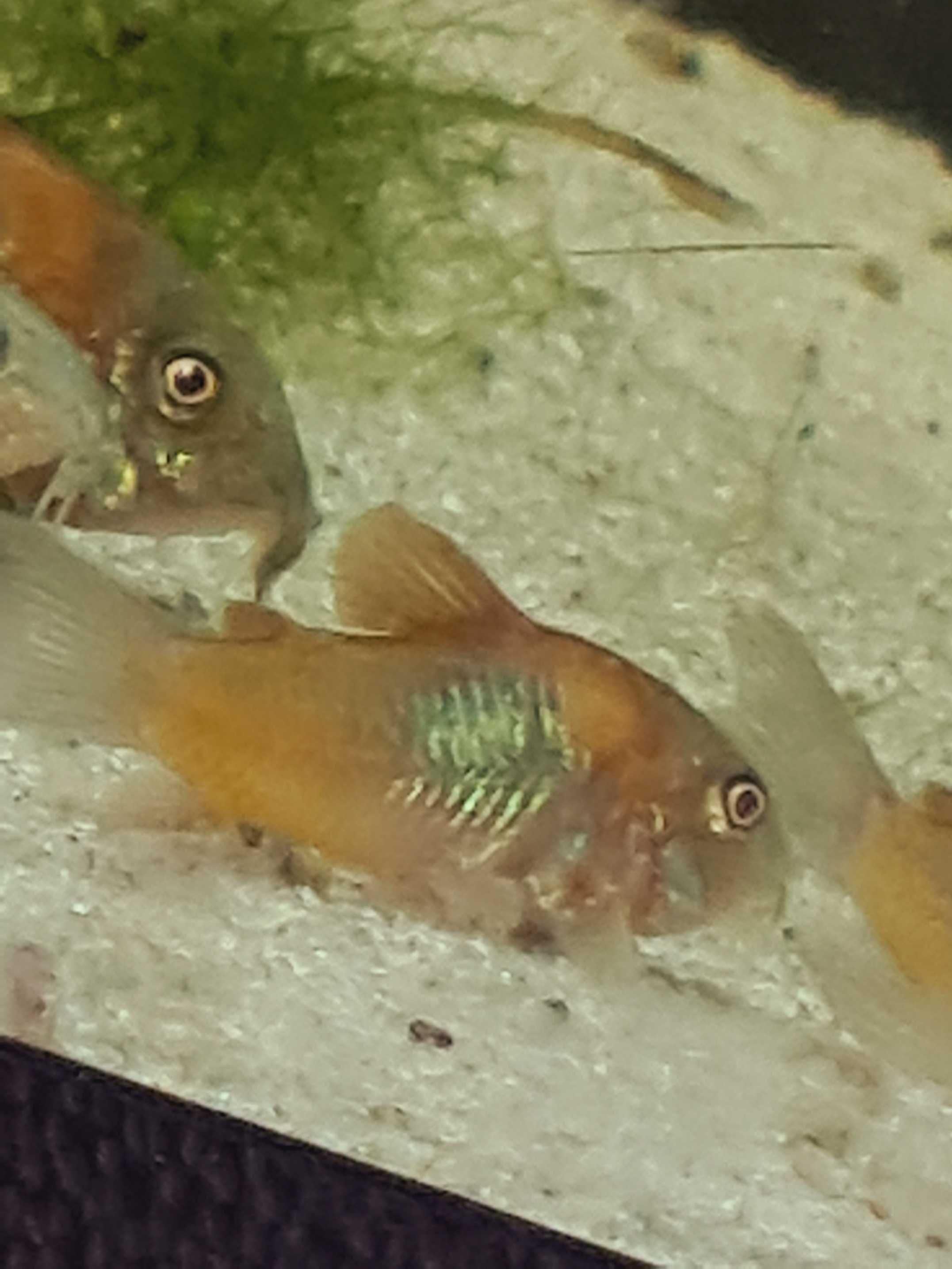 Kirysek  Orange -Wenezuelski-Corydoras venzuelanus