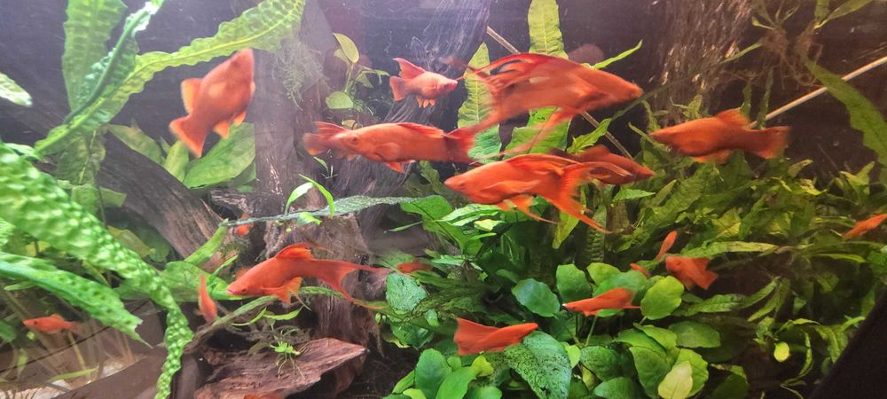 Mikrozorium oskrzydlone, mikrozorium skrzydlate