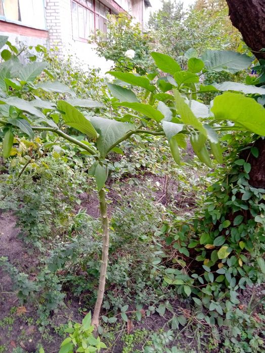 Продам Бругмансію