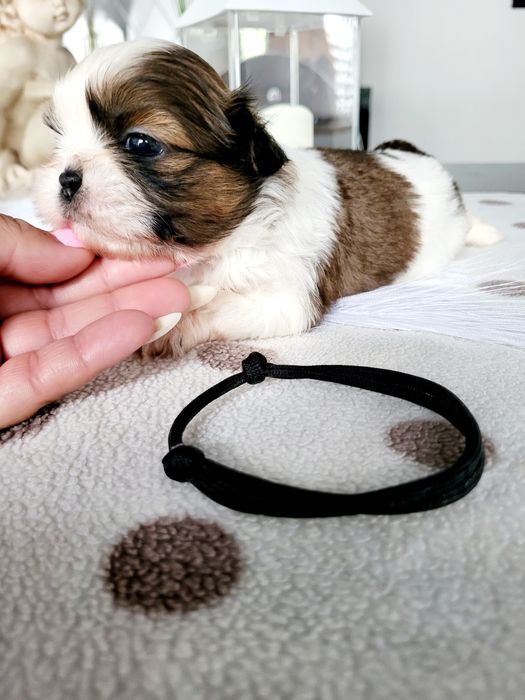 Piesek shih tzu rodowód chip wyprawka