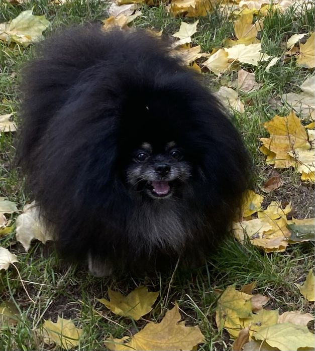 Вязка померанский шпиц