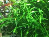 Microsorium  trident roślina akwariowa