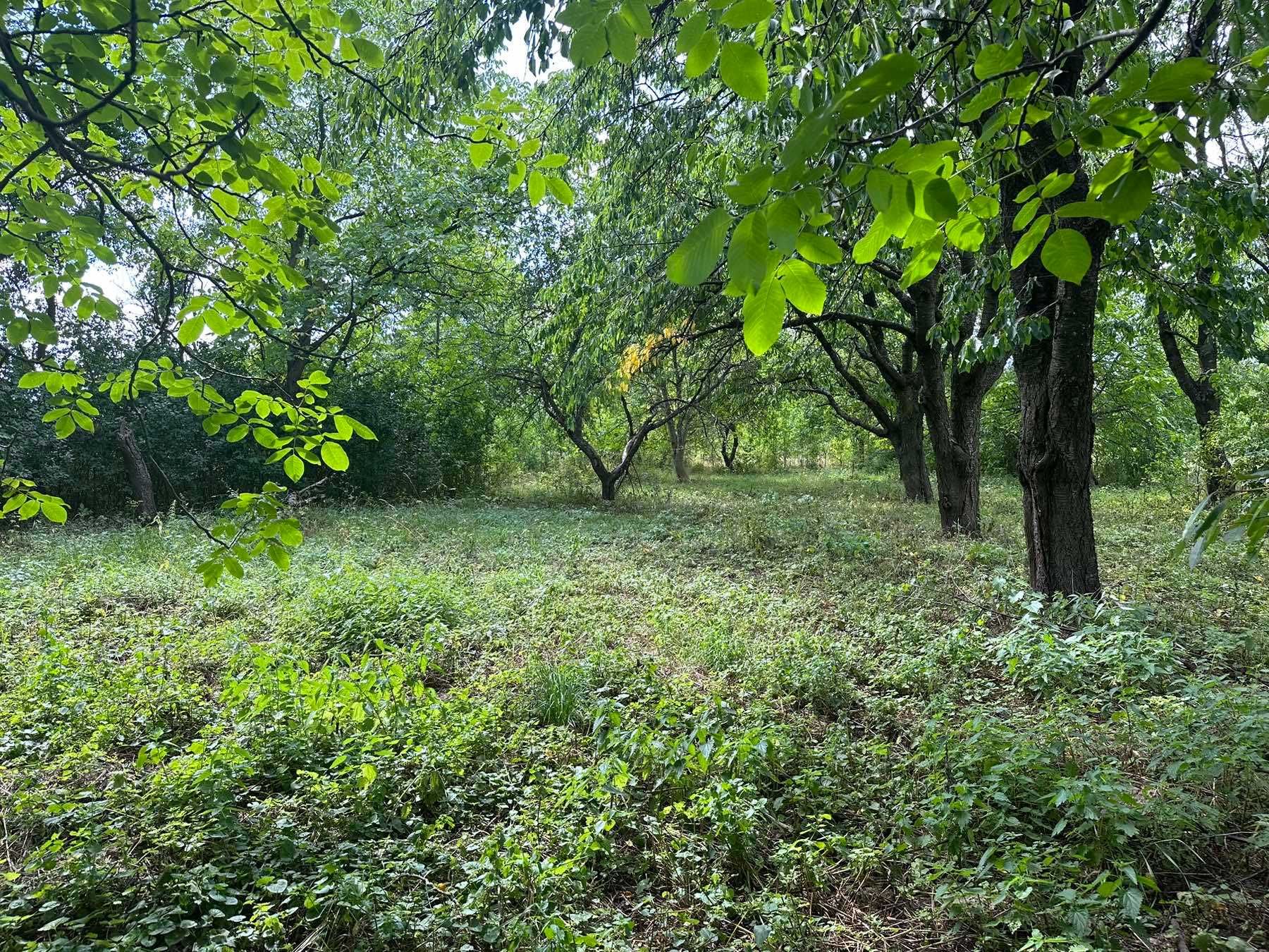 (7) Продам земельну ділянку в селі Тютьки 0102
