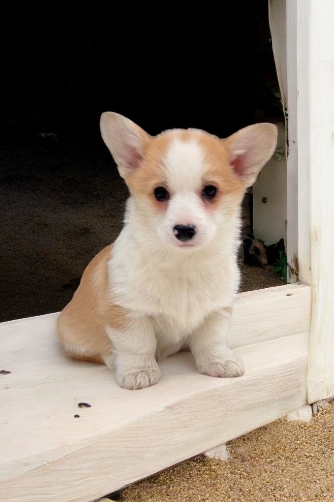 Гарний хлопчик Коргі