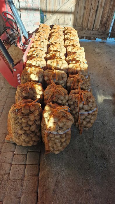 Ziemniaki eko Gala i Queen Anna