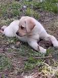 Labrador retriever biszkoptowa dziewczynka ZKwP/FCI