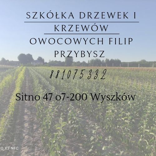 Drzewka jabłonie wiśnie śliwy grusze czereśnie brzoskwinie morele