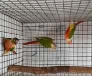 Aves 2025 criadas pelos pais