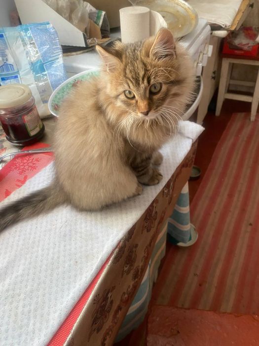 Гарненький пухнастий домашній котик