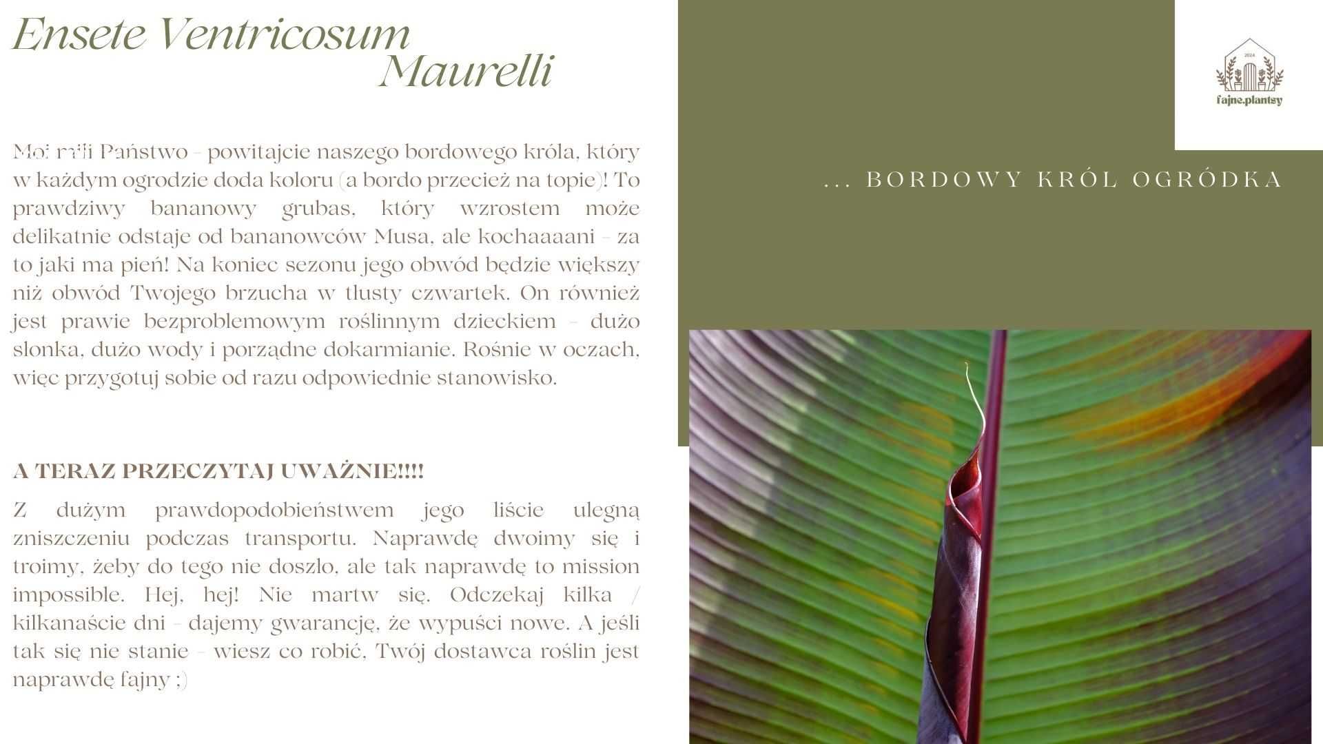 Bananowiec Ensete Ventricosum Maurelli