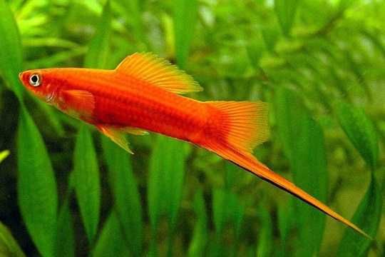 Mieczyk czerwony - ryba 6cm - Sklep AKWAREKS