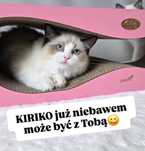 Ragdoll kotka seal bicolour