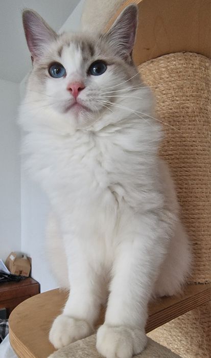 Koteczka Ragdoll blue bicolor lynx