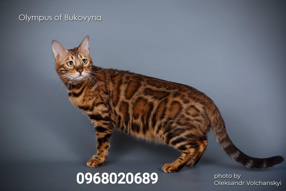 Розплідник Olympus of Bukovyna, пропонує Вам бенгальських кошенят