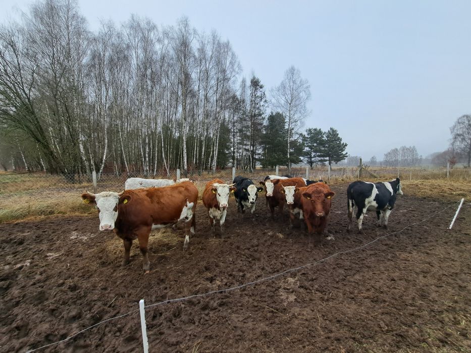 Jałówki roczne mieszańce