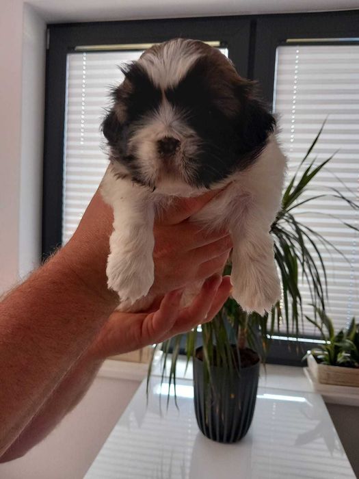Sprzedam śliczną suczkę Shih tzu