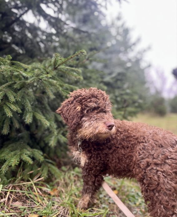 Samiec Lagotto Romagnolo FCI/ZKwP