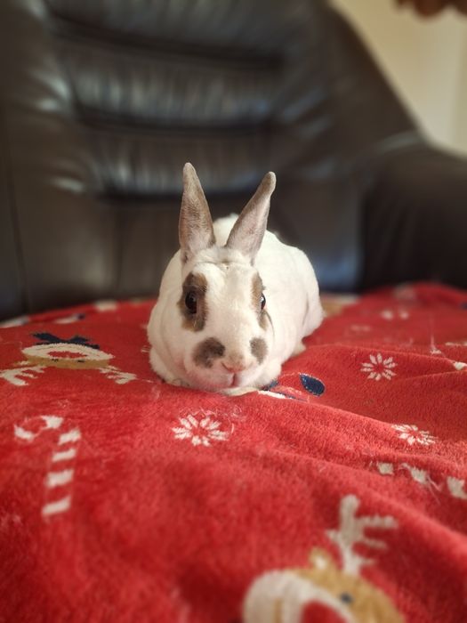 Samiczka rex karzełek oswojona bardzo grzeczna