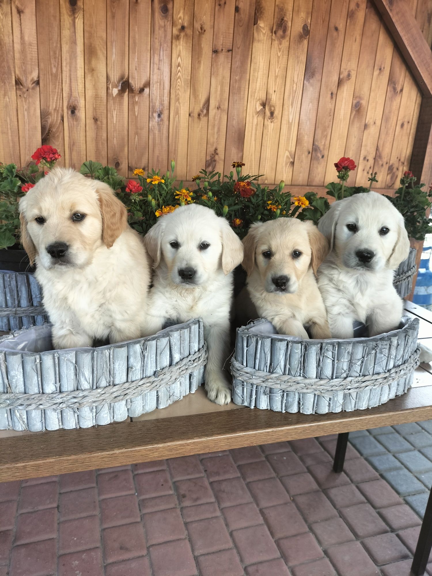 Golden Retriever