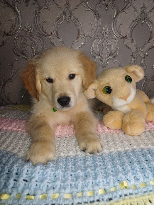 Золотисті Ретривери з документами КСУ