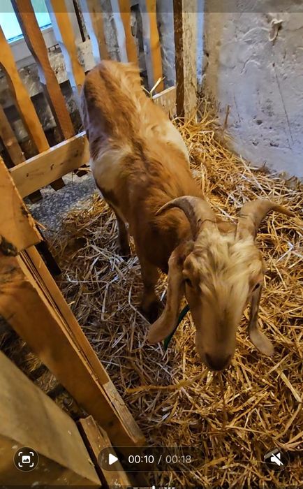 Koziołek 100%  Anglonubijski / KRYCIE //