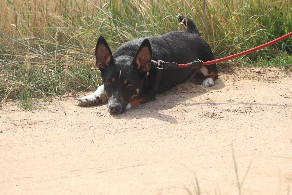 Radar wesoły psiak szuka domu