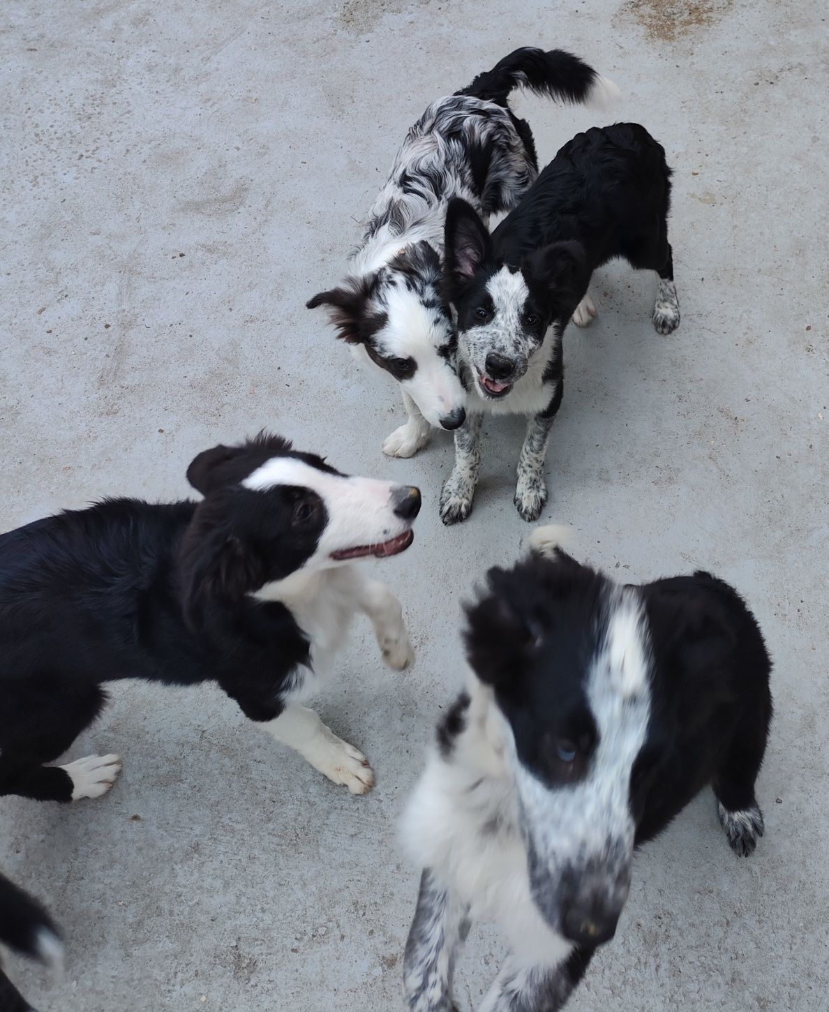 Border Collie suczka merle. Gotowa do odbioru