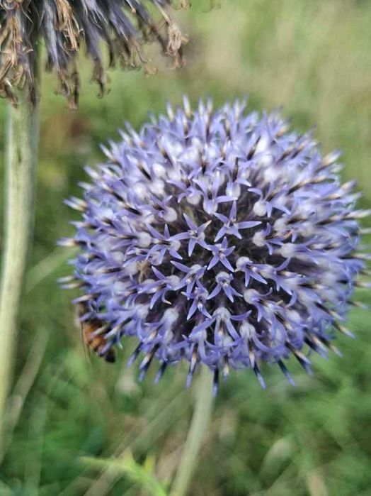 nasiona przegorzanu pospolitego