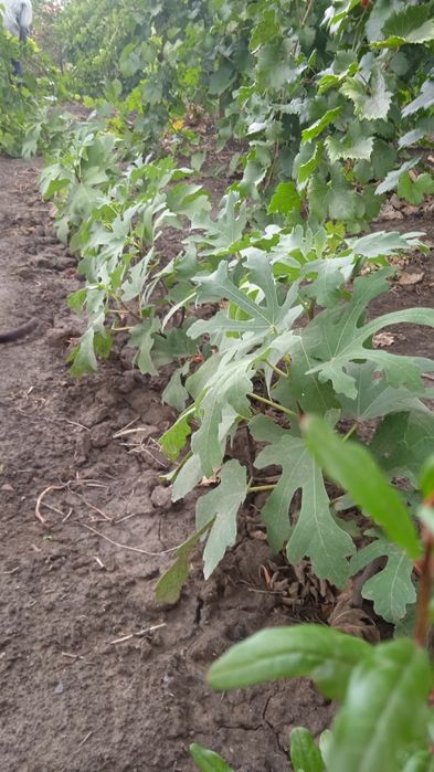 Продам саджанці  інжиру