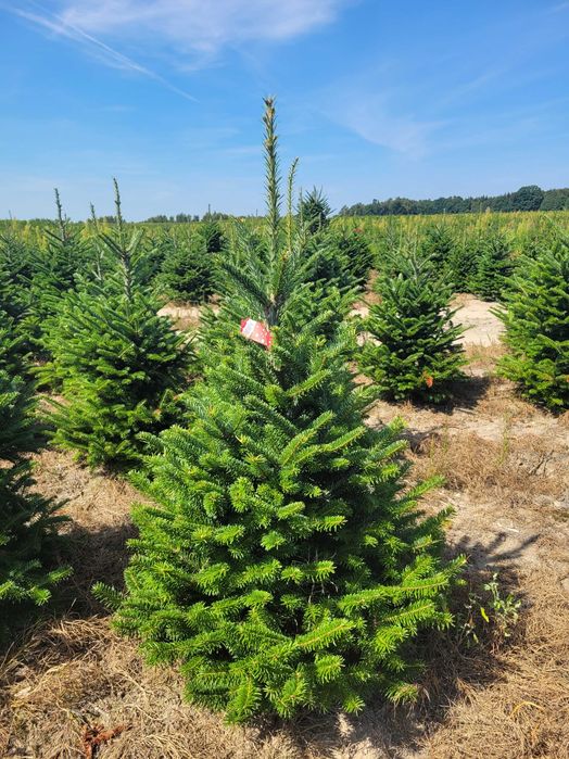 Jodła Frasera w donicy / doniczka 125 - 175 cm- Plantacja TuChoinki.pl