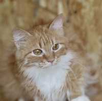 Лава котенок 7 мес, чудесная ласковая девочка, лапочка кошка