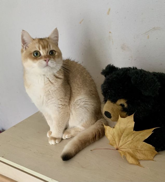 Золотая шиншилла. Британский мальчик