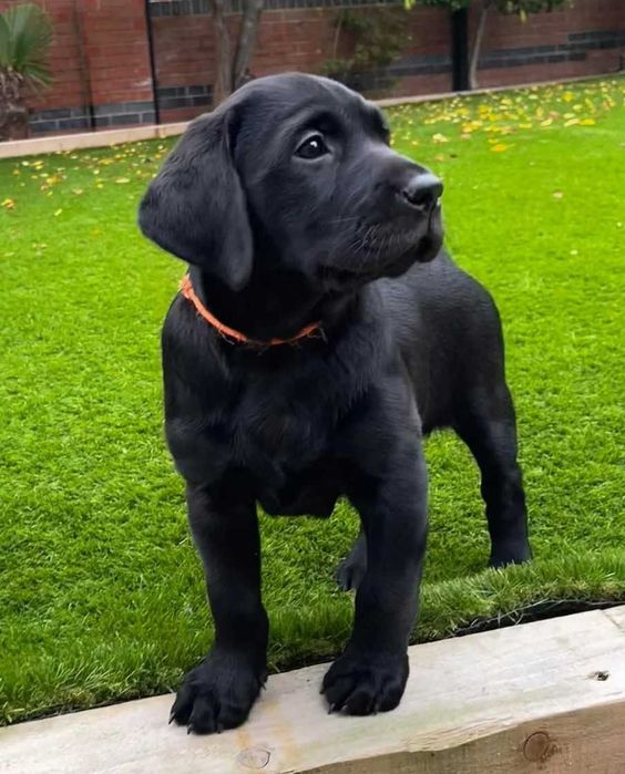 labrador retriever suczka rodowód piękna