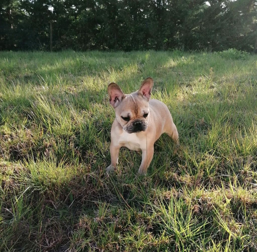 Bouledogue francês