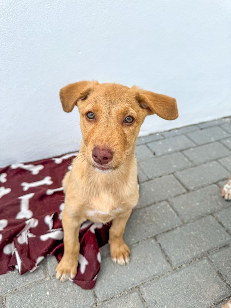 Marte, Vénus e Terra - 3 meses, porte médio