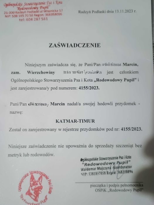 Suczka owczarek środkowoazjatycki 4 miesięczna
