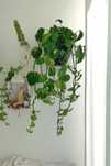 Planta Jiboia Verdadeira com Vaso